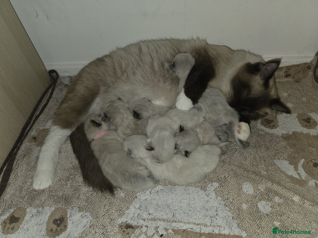 Ragdoll cats for sale: Pure Ragdoll Kittens  - Advert 8