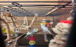 Budgerigars birds for sale: 4 mixed hand tame budgies and large cage - Image 4