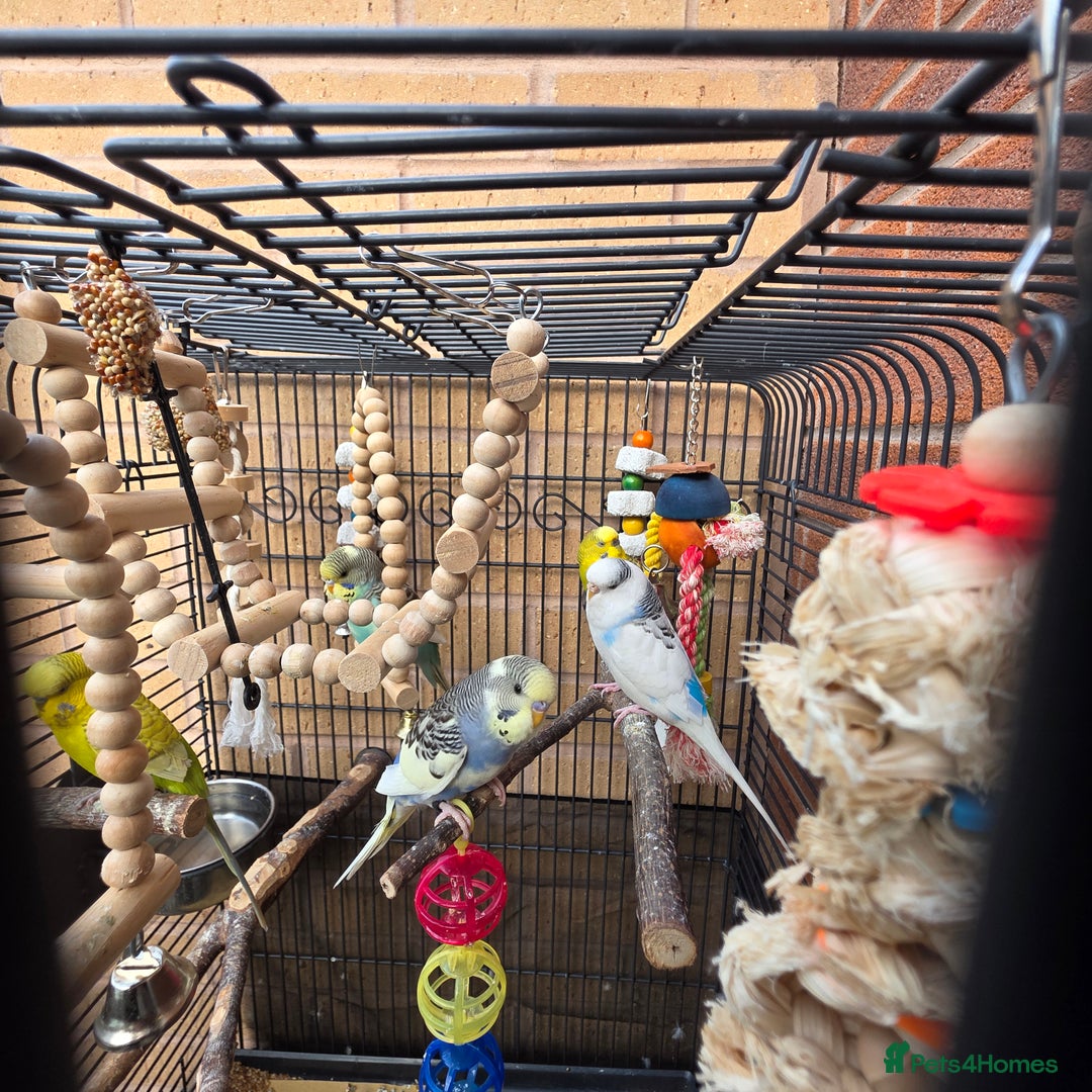 Budgerigars birds for sale: 4 mixed hand tame budgies and large cage - Image 4