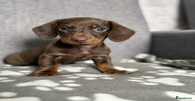 Dachshund dogs - Advert 13