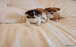 Jack Russell dogs for sale: Miniature Jack Russell puppies  - Image 6