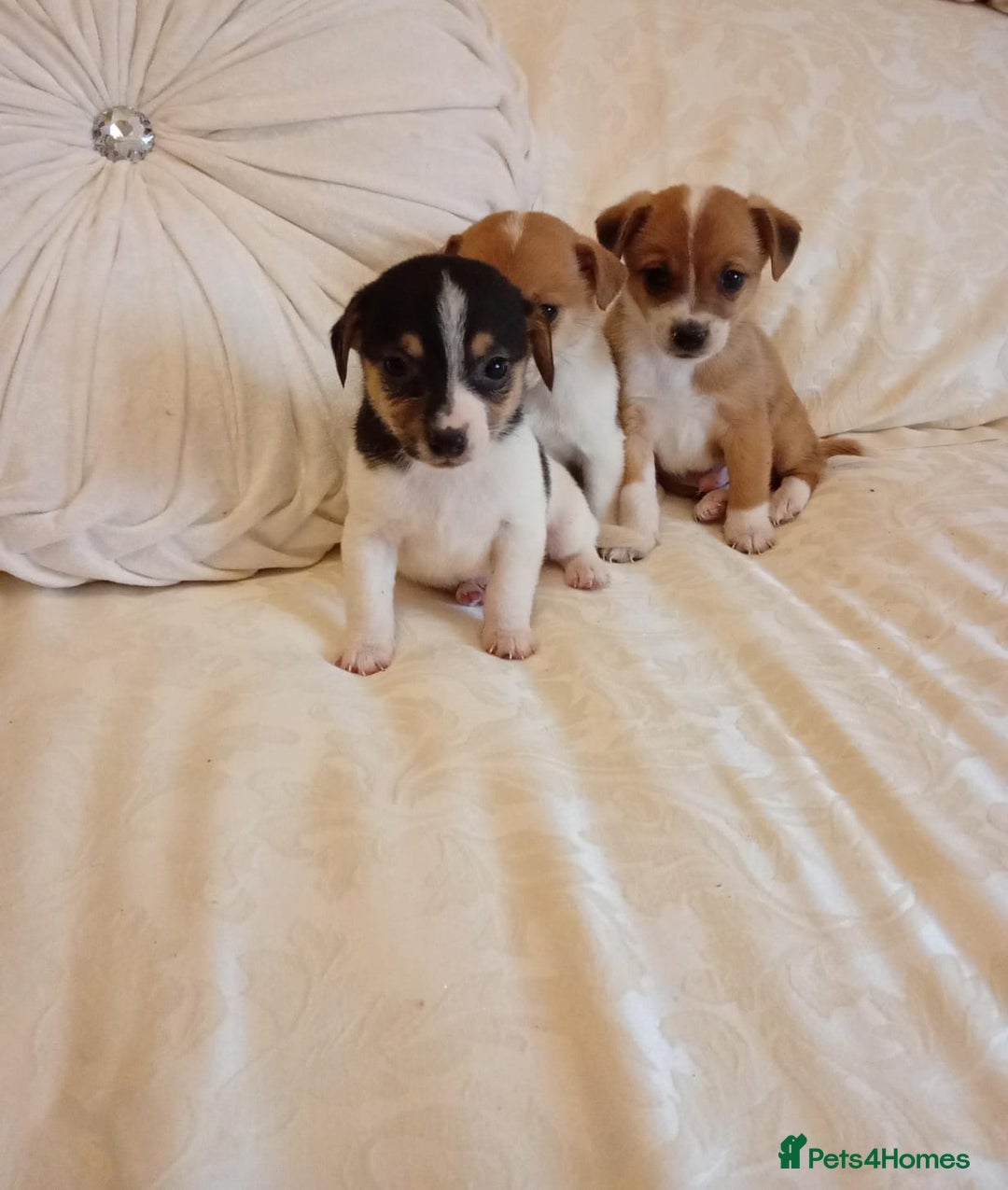 Jack Russell dogs for sale: Miniature Jack Russell puppies  - Image 6