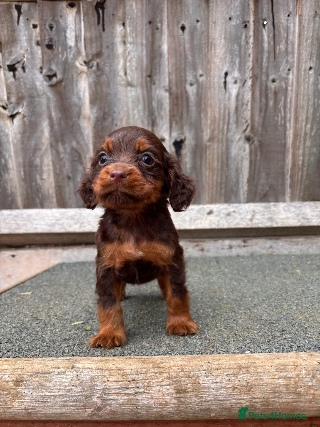 Cocker Spaniel dogs for sale: 9 Gorgeous Working Cocker Spaniel Pups 7 weeks old - Advert 2