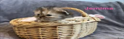 Persian cats for sale: Beautiful litter of Persian kittens, PKD Neg - Advert 6