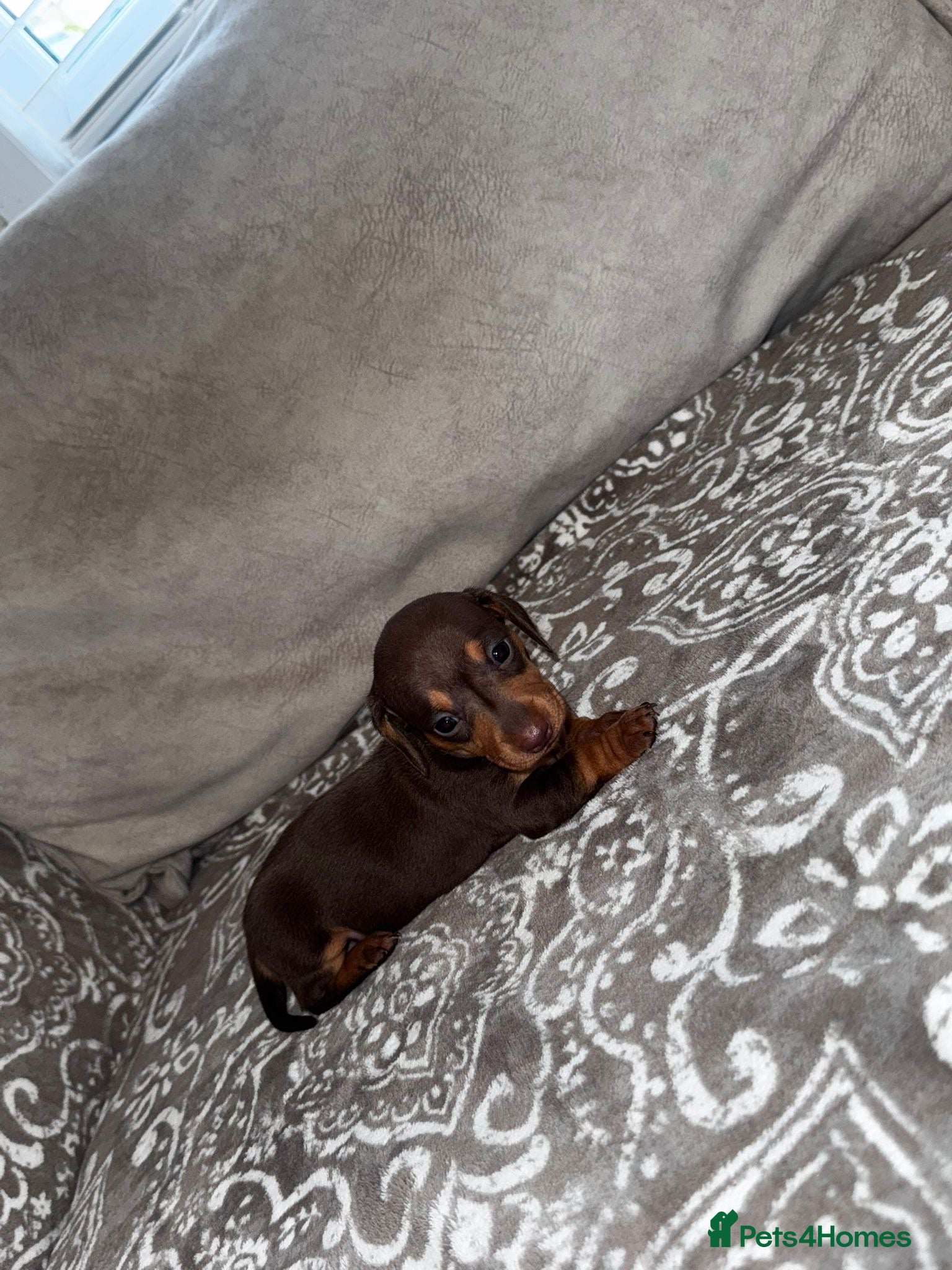 Miniature Dachshund dogs Miniature Dachshund puppy’s  - Advert 7