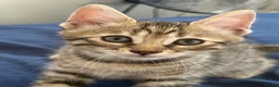 Bengal cats for sale: 🐾 Beautiful Bengal x Maine Coon Kittens 🐾 - Advert 20