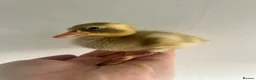 Ducks poultry for sale: Unsexed Indian Runner Ducklings - Advert 10