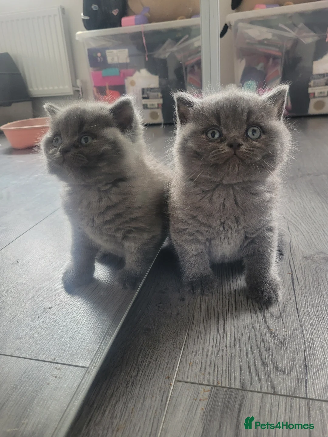 British Shorthair cats for sale: BSH kittens  - Advert 2