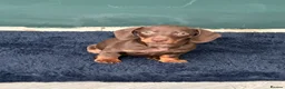 Miniature Dachshund dogs for sale: Female 10 week old puppy for sale  - Advert 1