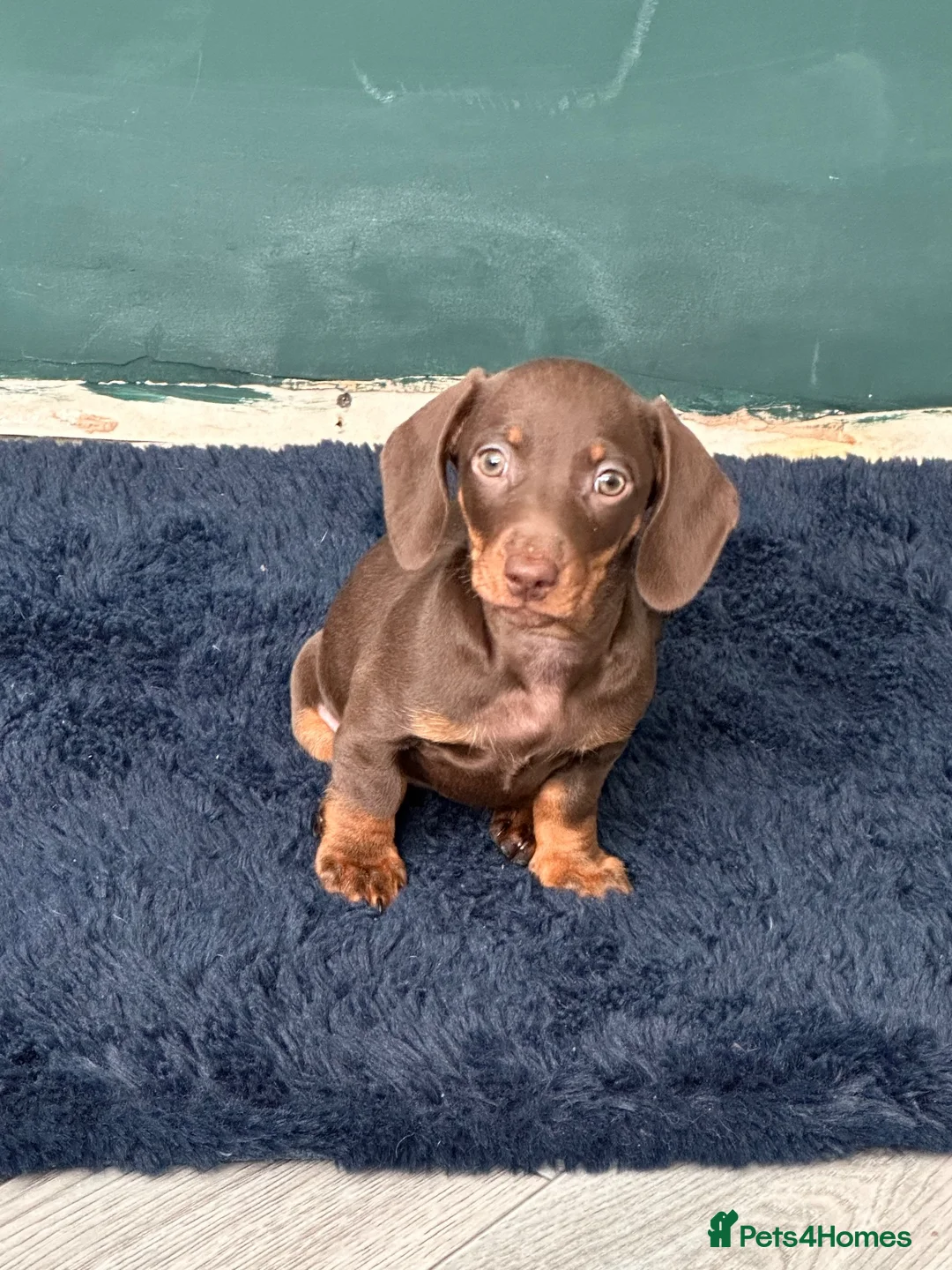 Miniature Dachshund dogs for sale: Female 10 week old puppy for sale  - Advert 1