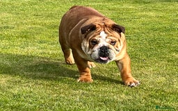 English Bulldog dogs for sale: 9.5 month old English bulldog - Image 4