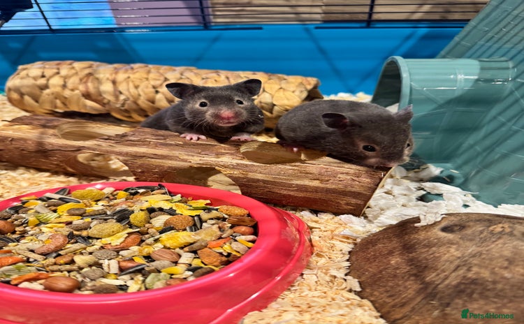 Hamster rodents - Advert 4