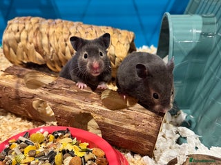 Hamster rodents - Advert 2