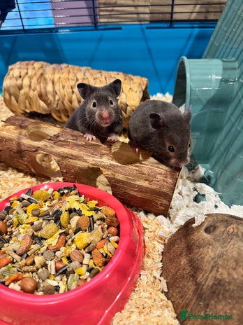 Hamster rodents - Advert 2