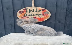 Angora rabbits for sale: Angora max faced bunny  - Image 8