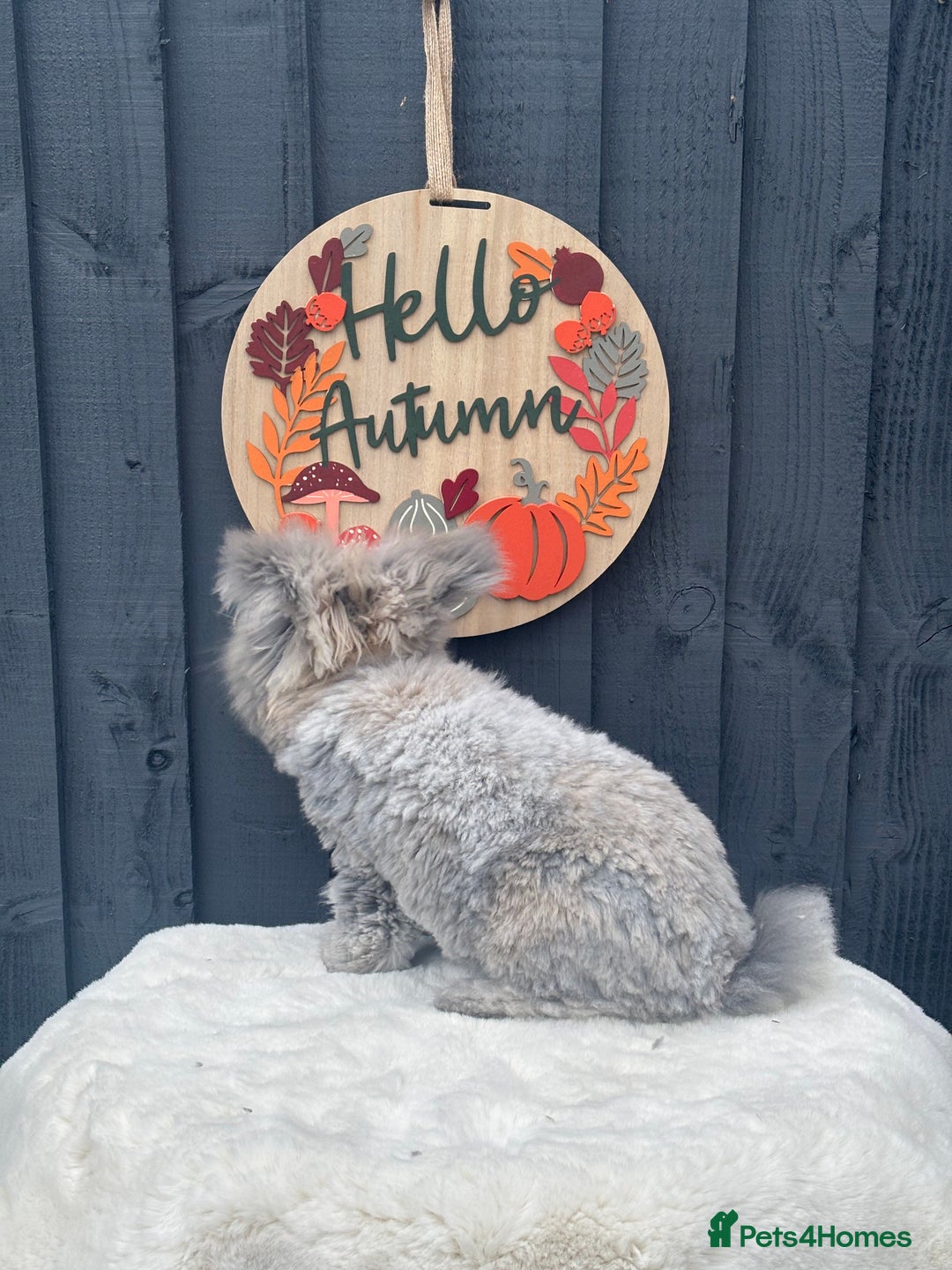 Angora rabbits for sale: Angora max faced bunny  - Image 8