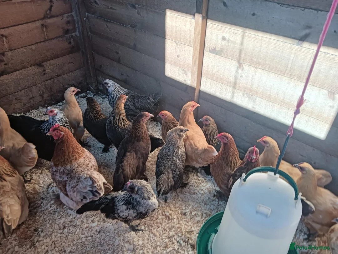 Chickens poultry for sale: POL Pekin Bantams in Swindon - Advert 5