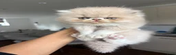 Persian cats for sale: Beautiful Persian kittens - Advert 10