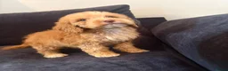 Cockapoo dogs for sale: Cockapoo puppies - Advert 25