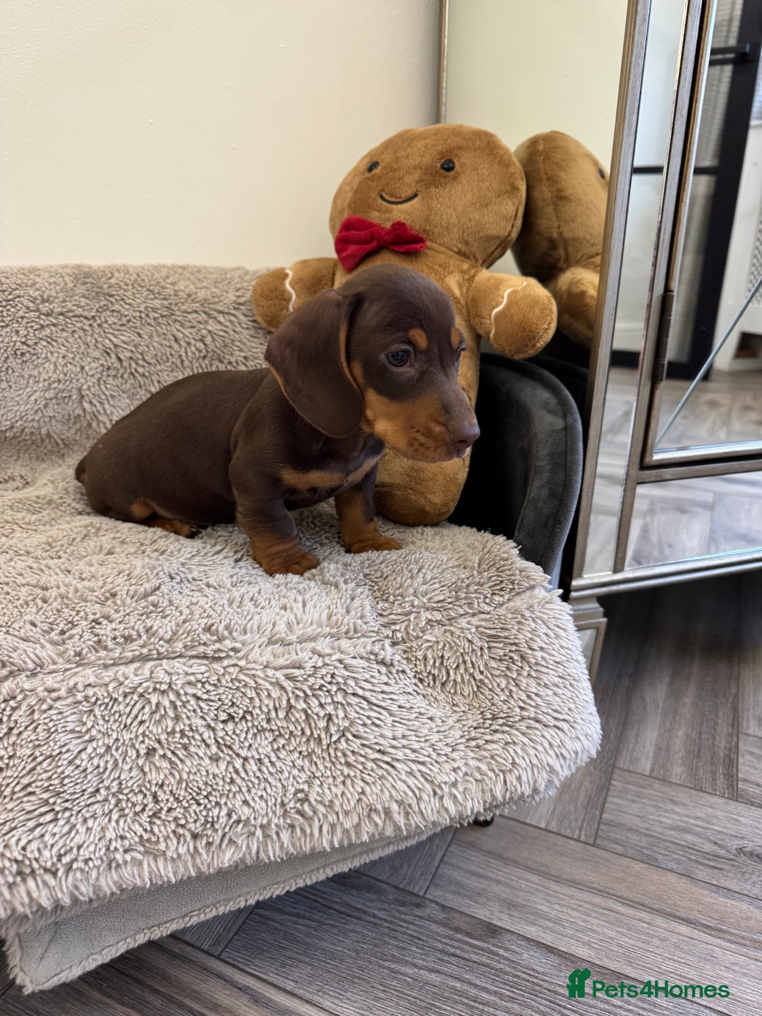 Miniature Dachshund dogs for sale: Miniature dachshund  - Advert 9