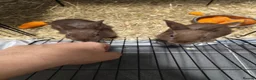 Mixed Breed rabbits for sale: Chocolate baby Bunnie's  in Liverpool - Advert 10