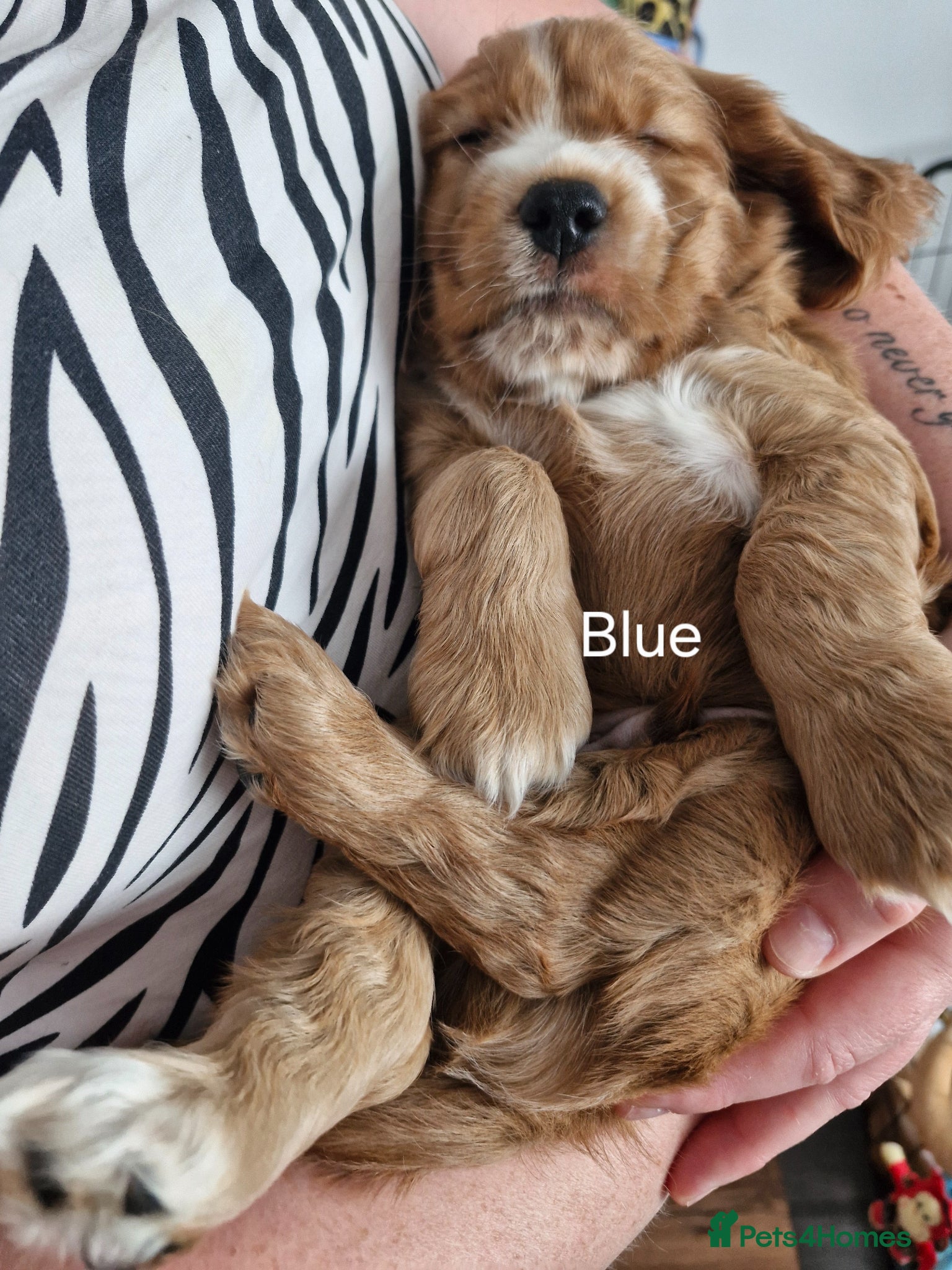 Cocker Spaniel dogs for sale: Show Cocker Spaniels Puppies in Witney - Advert 8