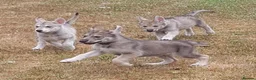 Tamaskan dogs for sale: TAMASKAN PUPPIES PEDIGREE, REGISTERED AND EMBARKED - Advert 1