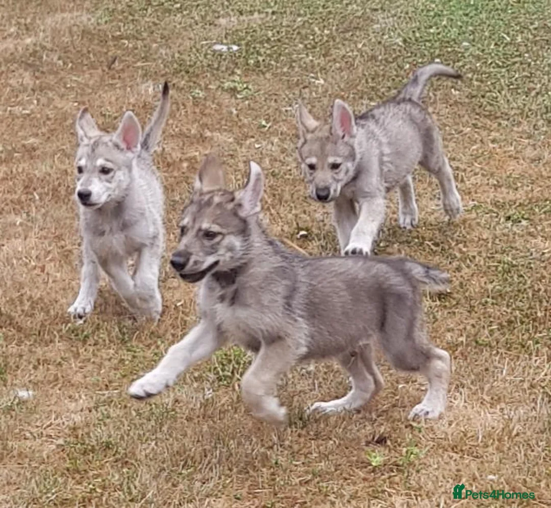 Tamaskan dogs for sale: TAMASKAN PUPPIES PEDIGREE, REGISTERED AND EMBARKED - Advert 1