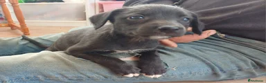 Mixed Breed 3