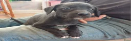 Mixed Breed dogs for sale: Bedlington whippet/Bedlington greyhound x whippet - Advert 19