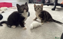 Domestic Shorthair cats for sale: 2 Kittens need a new home  - Image 1