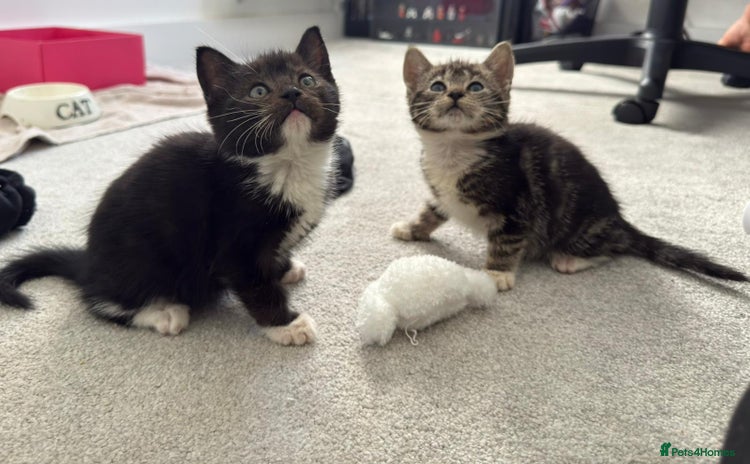 Domestic Shorthair cats - Advert 2