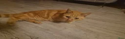 Mixed Breed cats for sale: Three cute mixed breed kittens an one 1yo munchkin - Advert 4