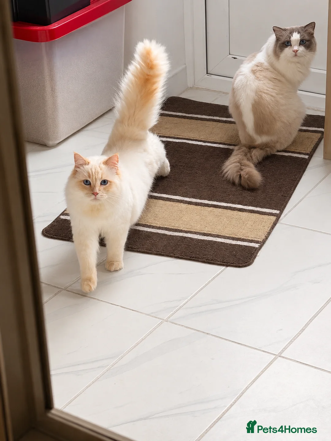 Ragdoll cats for stud: GCCF & TICA BLUE BICOLOUR RAGDOLL STUD  - Advert 2