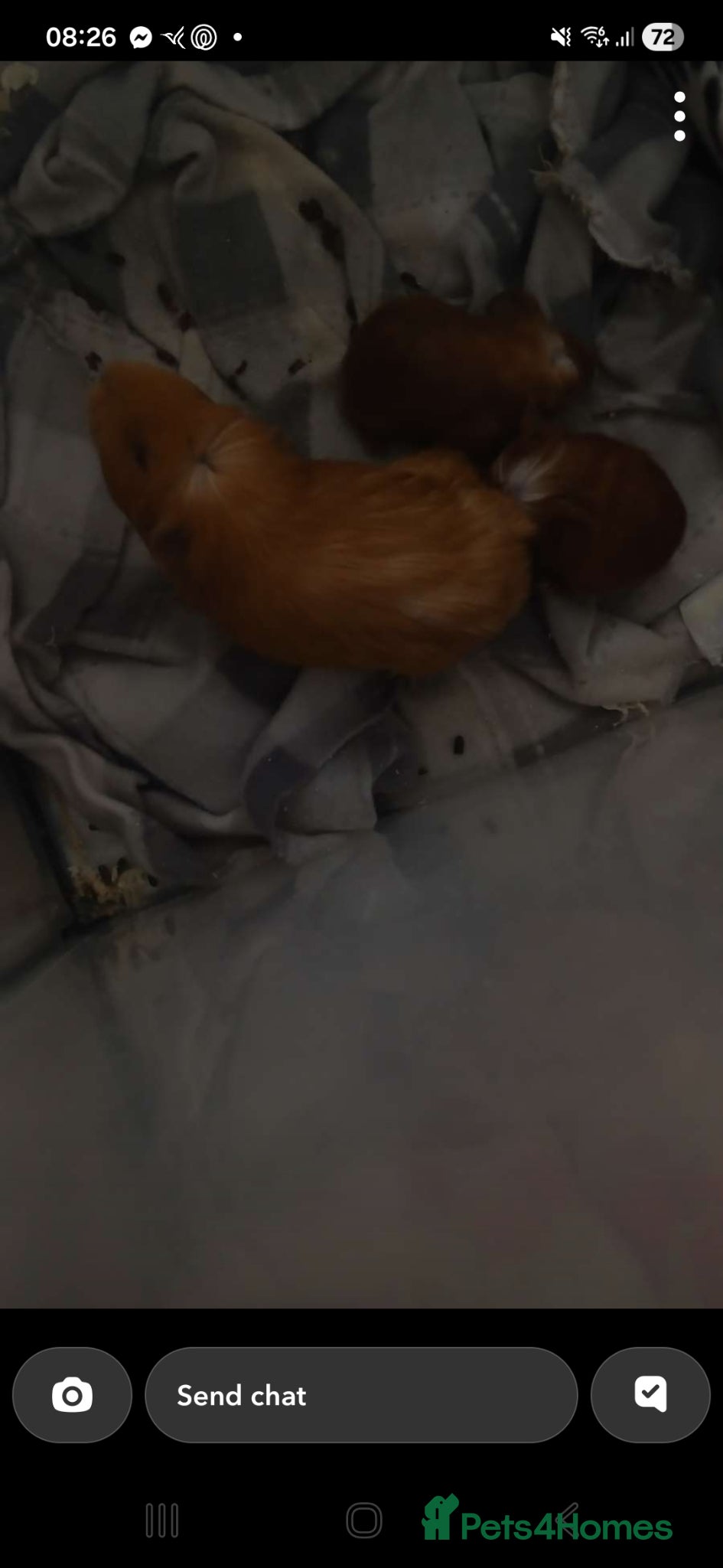 Guinea Pig rodents Female guinea pigs  - Advert 1