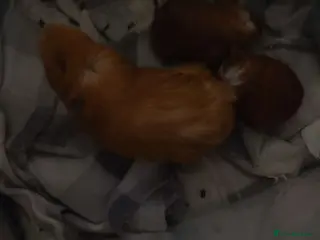 Guinea Pig rodents Female guinea pigs - Advert 1