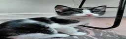 Mixed Breed cats for sale: 6 Tuxedo Kittens for Sale Black & White, Ready  - Advert 16