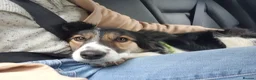 Border Collie dogs for sale: Border Collie - Advert 12