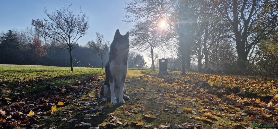 Huskita dogs for stud: Handsome Booboo in Stockport - Image 25