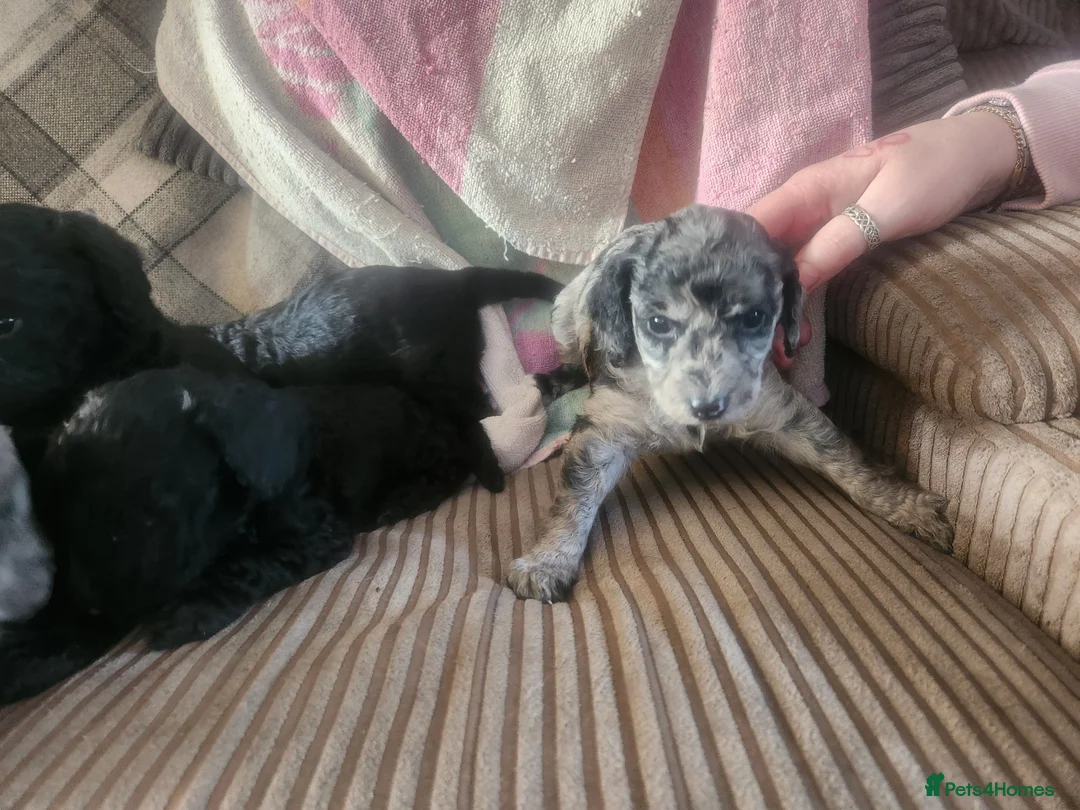 Cockapoo dogs for sale: Cockerpoo pups  - Advert 2