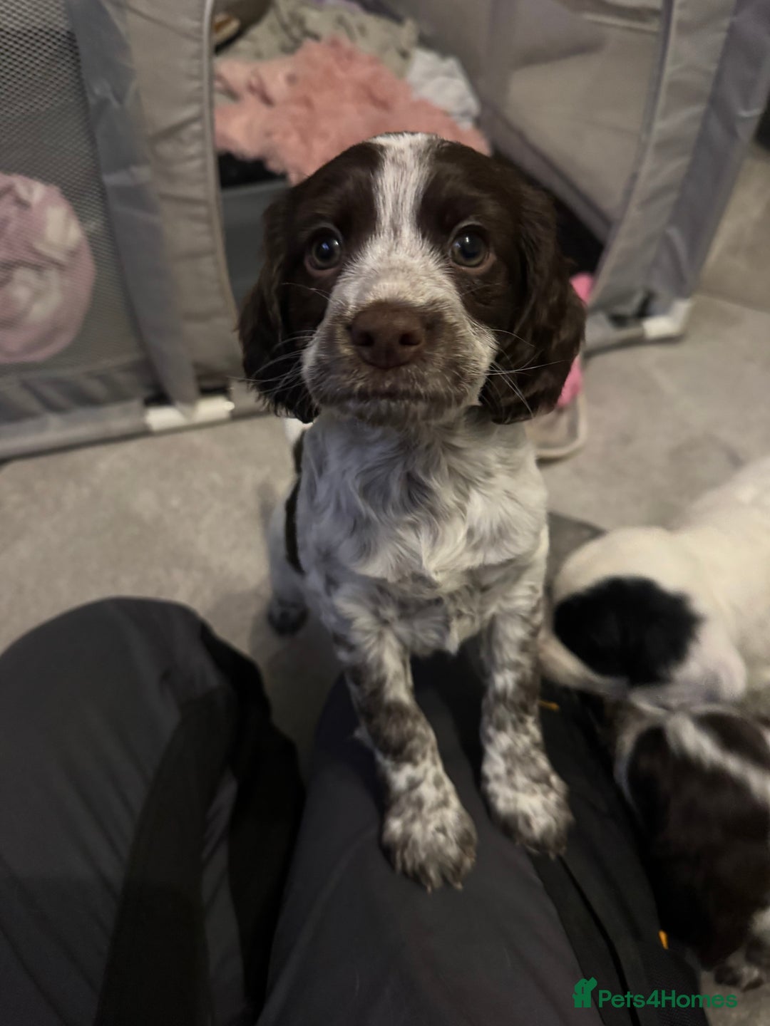 Cocker Spaniel dogs for sale: Cocker spaniel Puppies  - Advert 8