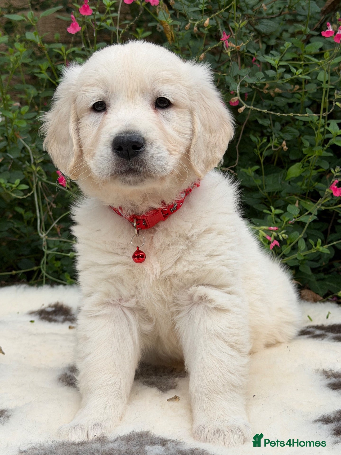 Golden Retriever dogs Beautiful KC Registered Golden Retriever Puppies - Advert 2