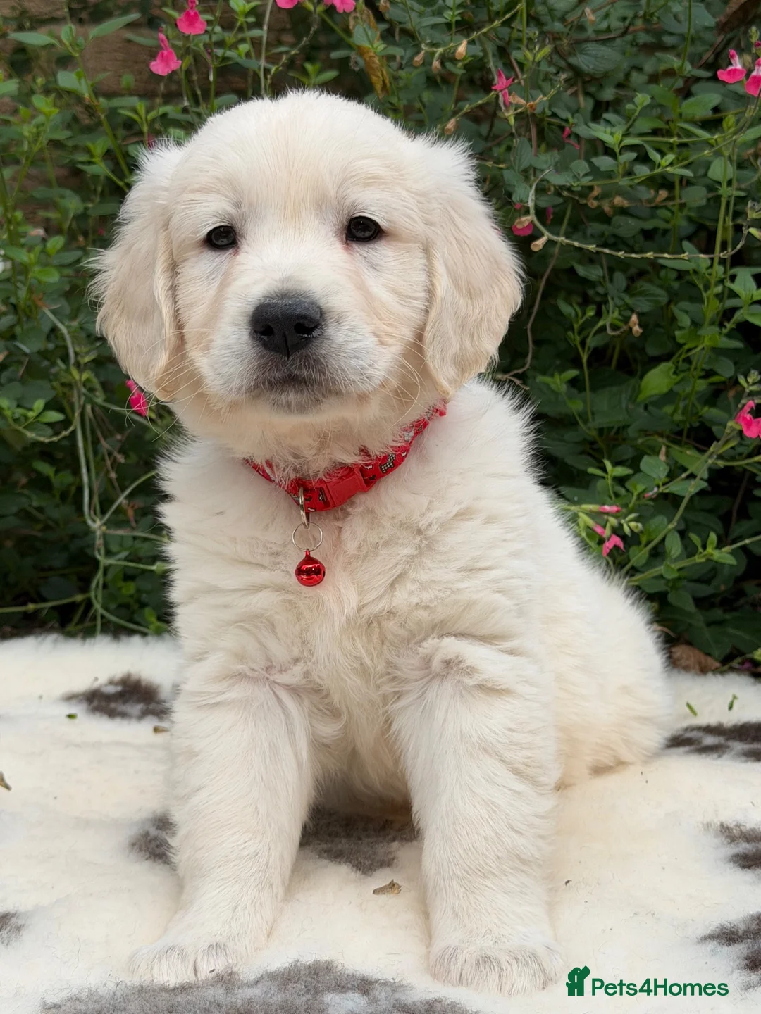 Golden Retriever dogs for sale: Beautiful KC Registered Golden Retriever Puppies in Wisbech - Advert 2