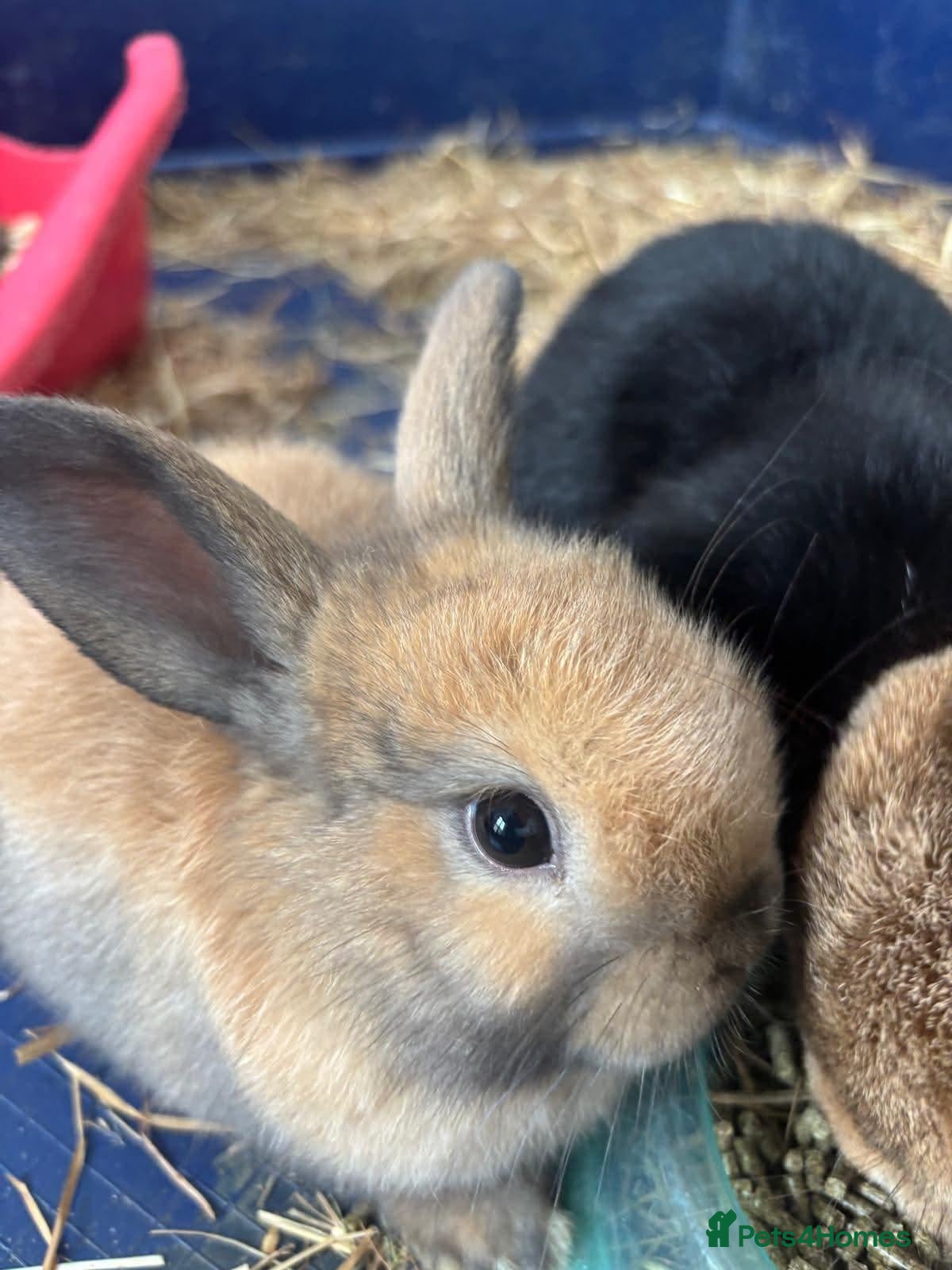 Mini Lop rabbits One Gorgeous Fawn Mini Lop - Advert 1