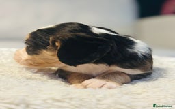 Cocker Spaniel dogs for sale: 6 Cocker Spaniel puppies for sale - Advert 27