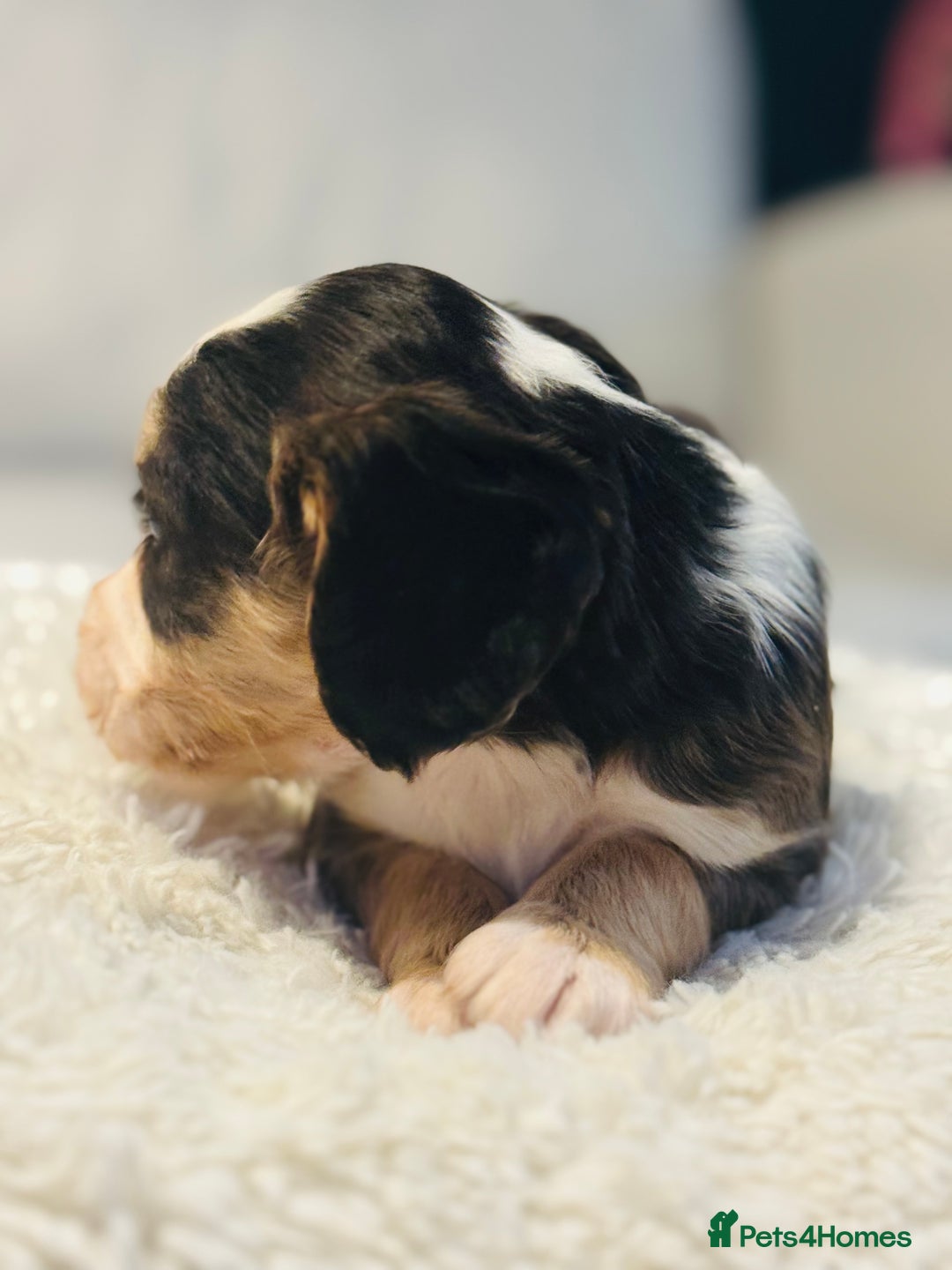 Cocker Spaniel dogs for sale: 6 Cocker Spaniel puppies for sale - Advert 27