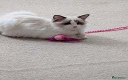 Ragdoll cats for sale: Kitty Ragdoll  - Image 7