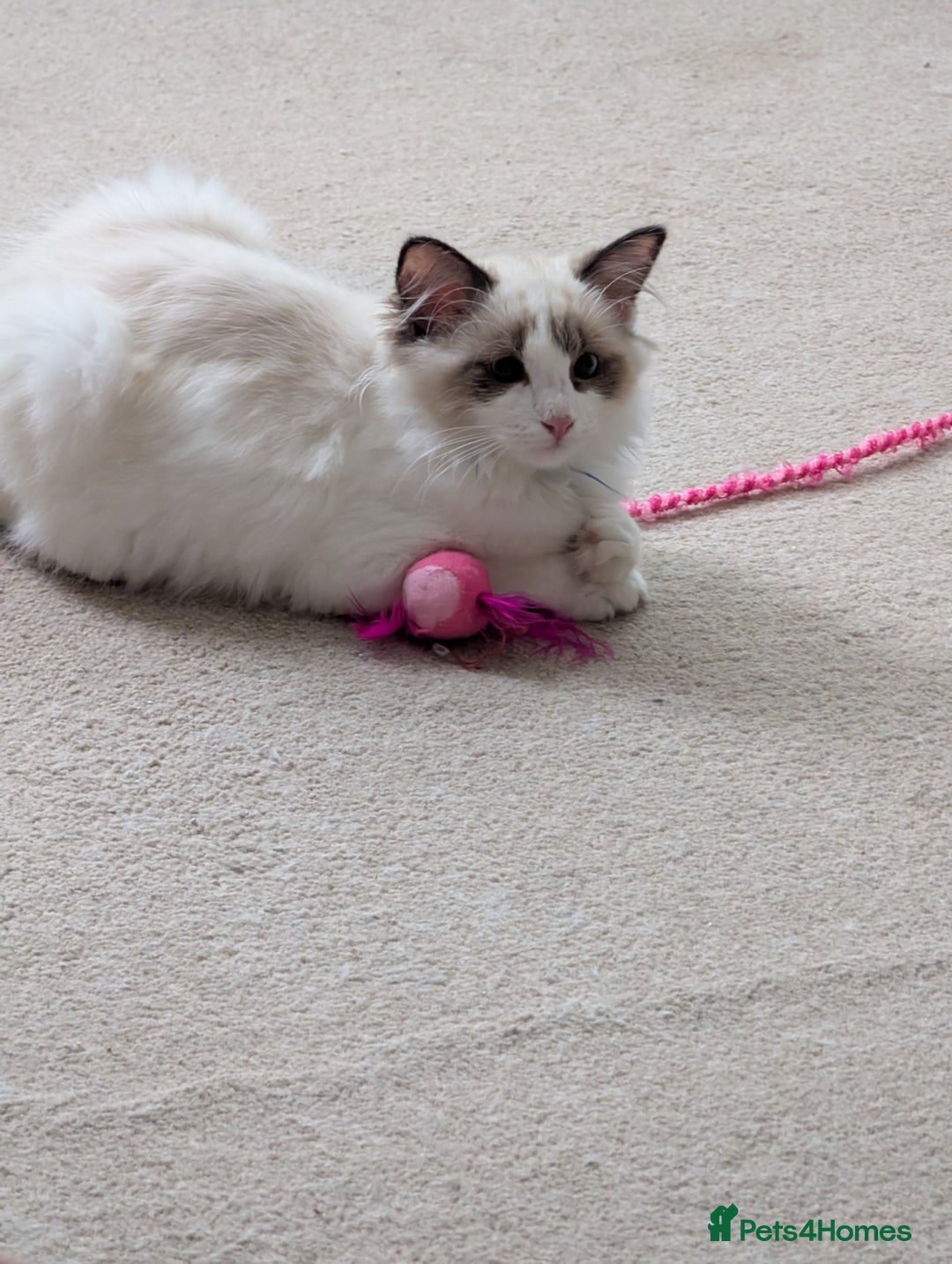 Ragdoll cats for sale: Kitty Ragdoll  - Image 7