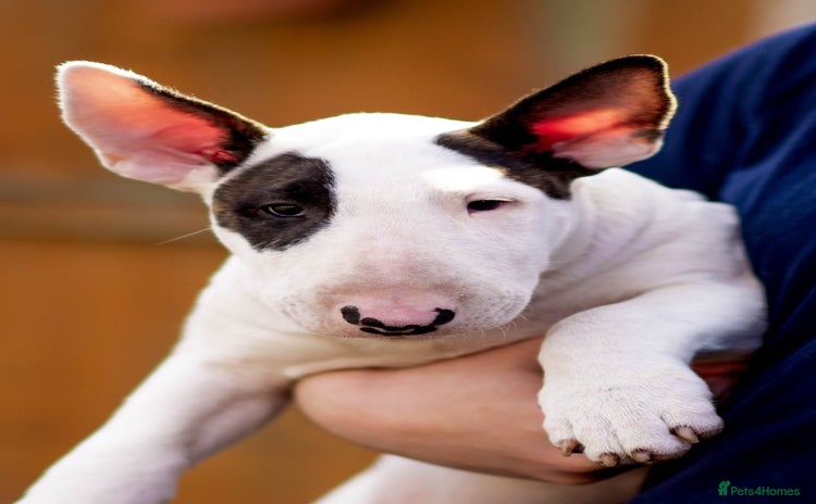 Bull Terrier dogs - Advert 1
