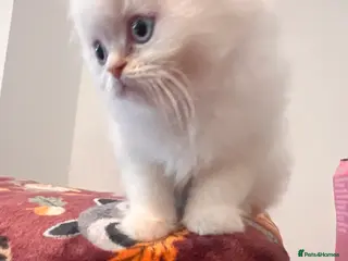 British Longhair cats One boy leftKittensPersianMumRegistered BLH Dad - Advert 10